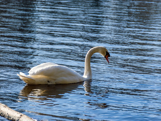 landscape with white swan on the lake