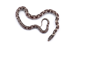 Obraz premium Colorful King snake isolated on white background