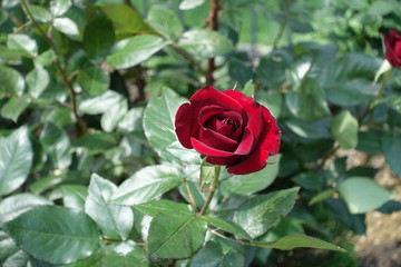 Carmine red flower of rose in the garden in May