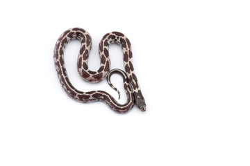 Colorful King snake isolated on white background