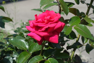 Cerise red flower of rose in the garden in May