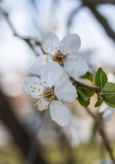 Spring flowering cherry. White flower on a branch. Macro