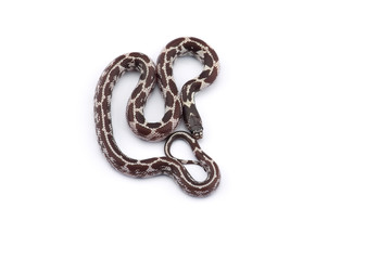 Obraz premium Colorful King snake isolated on white background