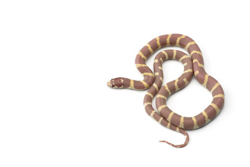 Colorful King snake isolated on white background