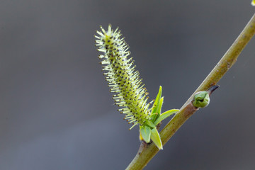 Salix purpurea (purple willow, purpleosier willow, or purple osier) is a species of willow native to most of Europe. Purple willow catkin, Salix purpurea