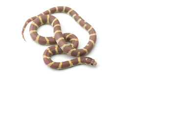 Colorful King snake isolated on white background