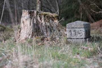 Grenzstein neben abgesägten Baum