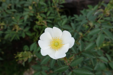 Naklejka na ściany i meble Pure white single flower of rose in May
