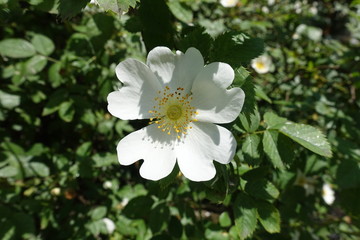 White single flower of rose in the garden in May