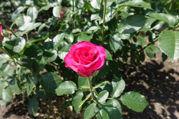 1 flower of magenta colored rose in the garden in May