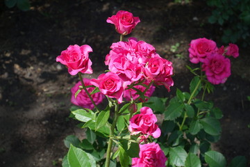 Branch of rose bush with magenta colored flowers in June