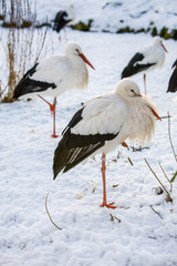 White Stork, ciconia ciconia, standing in snow winter landscape