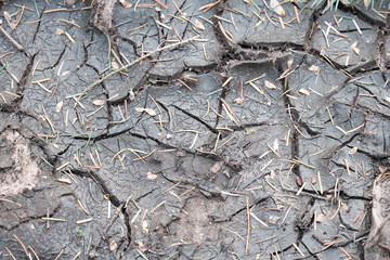 Waldboden trocknet aus und zeigt Risse