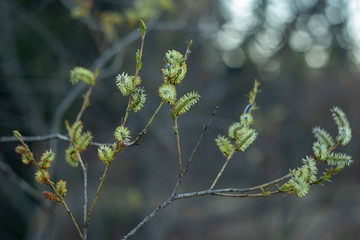 Salix purpurea (purple willow, purpleosier willow, or purple osier) is a species of willow native to most of Europe. Purple willow catkin, Salix purpurea