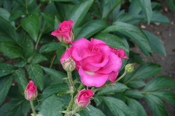 Closed buds and opened magenta colored flowers of rose in June