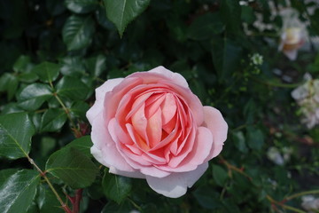 1 pastel pink flower of rose in the garden in May