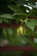 Ylang Flowers Artabotrys Siamensis, Thai Flower (Gadung Nga)