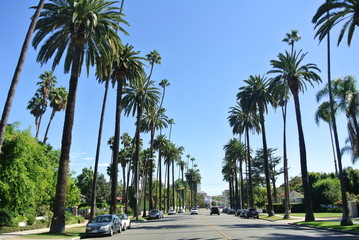 Fototapeta na wymiar LA palms street