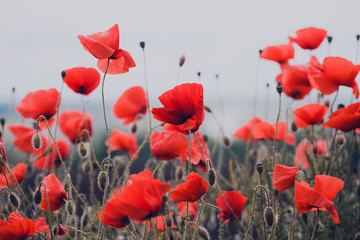 the poppies field