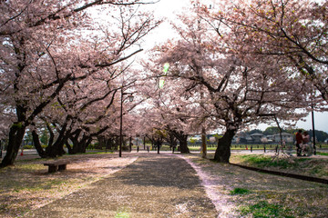 Fototapeta na wymiar 大貞総合運動公園の桜