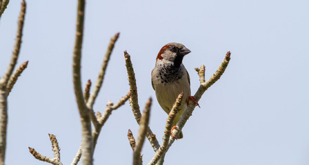 male sparrow