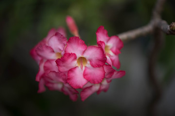 Desert rose, Mock Azalea, Pinkbignonia, Impala lily in Thailand