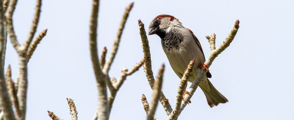 male sparrow
