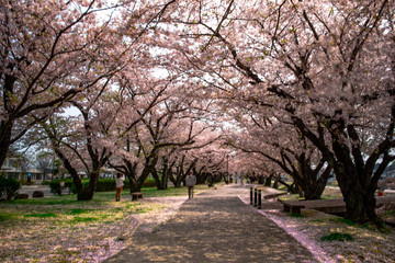 Fototapeta na wymiar 大貞総合運動公園の桜