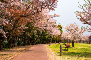 大貞総合運動公園の桜