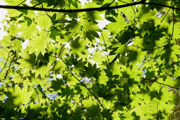 Fototapeta na wymiar Bright green leaves in the forest Olympic National Park