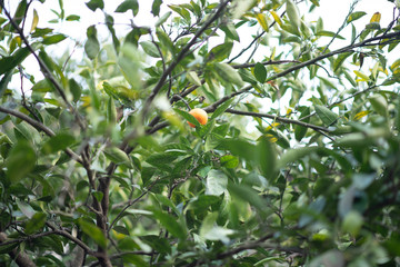 a lone tangerine hanging from a tree