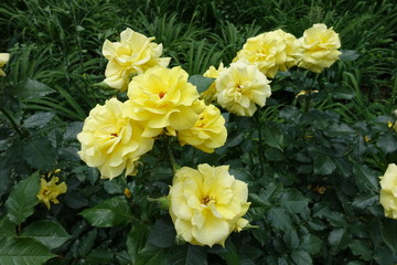 Naklejka na ściany i meble Light yellow flowers of rose in the garden in May