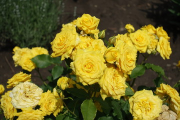 Many bright yellow flowers of roses in the garden in June