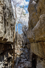 unique rock formations of fantastically eroded limestone spires, known as Tsingy in National Park Ankarana, Madagascar, Africa wilderness