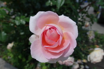 Close shot of pastel pink flower of rose in late spring