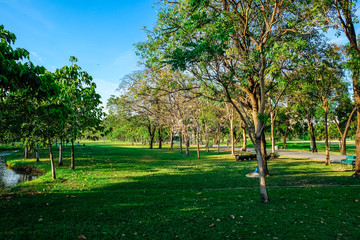 Green tree city prak meadow against blue sky