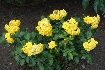 Bush of bright yellow roses in the garden in June