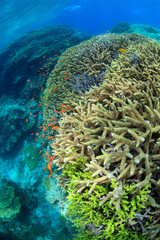 Naklejka na ściany i meble サンゴの海　石垣島１