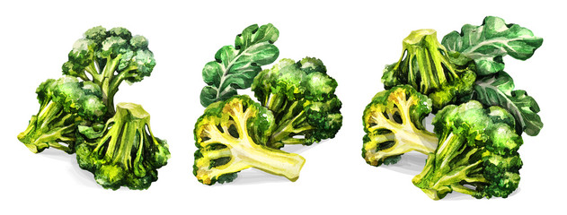 Broccoli set. Hand drawing watercolor on white background. Can be used for decoration of cards, stickers, encyclopedias, menus.