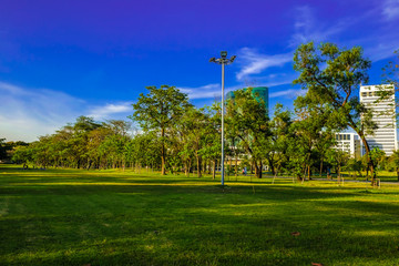 Fototapeta na wymiar Green tree city prak meadow against blue sky