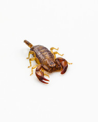 closeup of scorpion  with stinger and pincers isolated on white background
