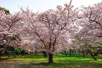 二の丸公園の桜