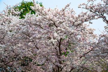 二の丸公園の桜