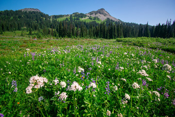 Meadow with mountain view, Garibaldi lake, Canada