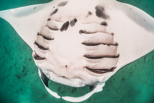 Manta ray swimming and doing backflips in the wild in clear turquoise water