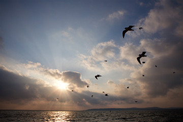 Obraz premium Seagull birds