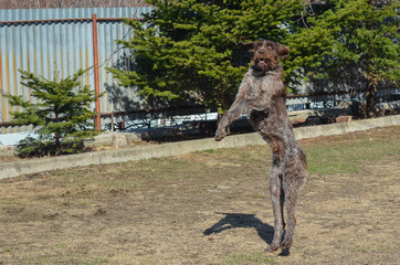 Drathaar the dog jumps and looks at the camera outdoor in nature lifestyle