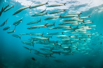 Fototapeta na wymiar School of pelagic fish swimming in clear water