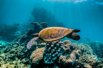 Green turtle swimming around in the wild among colorful coral reef