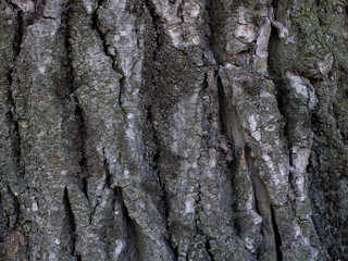Oak bark macro, tree trunk close-up, texture